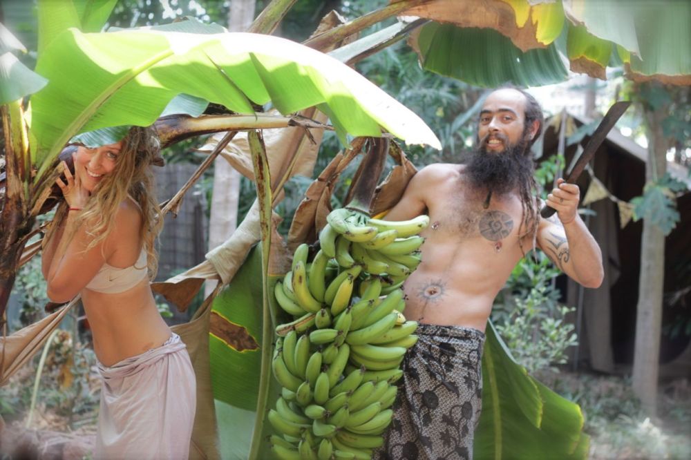 banana harvest